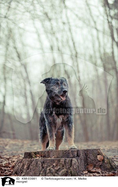 Mischling / mongrel / KMI-03981