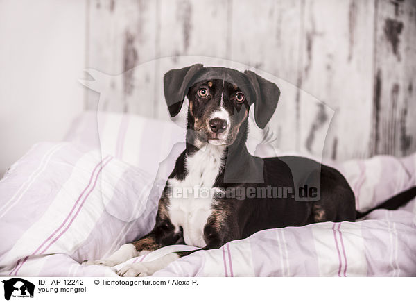 junger Mischling / young mongrel / AP-12242