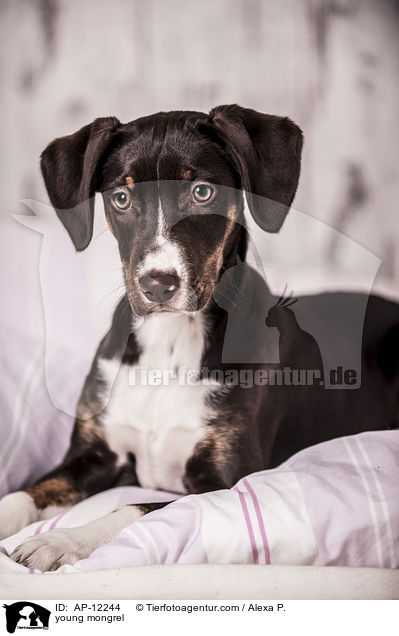 junger Mischling / young mongrel / AP-12244