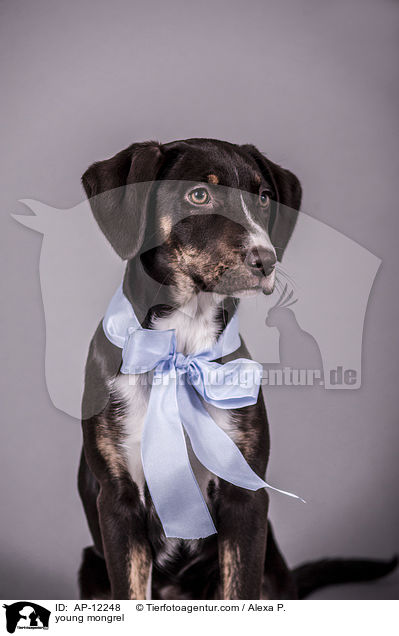 junger Mischling / young mongrel / AP-12248