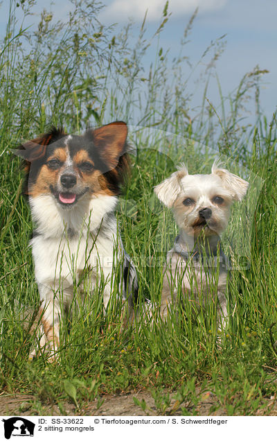 2 sitzende Mischlinge / 2 sitting mongrels / SS-33622