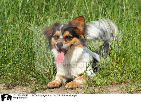 liegender Jack-Russell-Mix / lying mongrel / SS-33646
