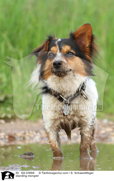 stehender Jack-Russell-Mix / standing mongrel / SS-33668