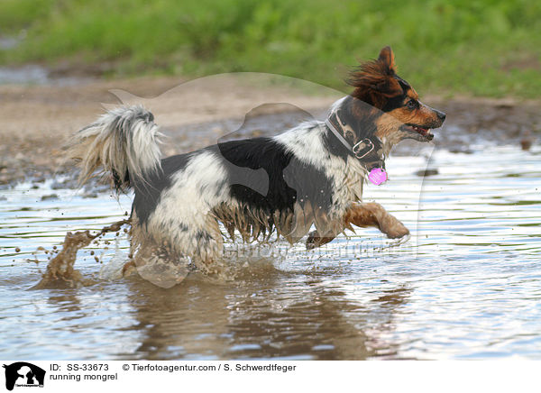 rennender Jack-Russell-Mix / running mongrel / SS-33673