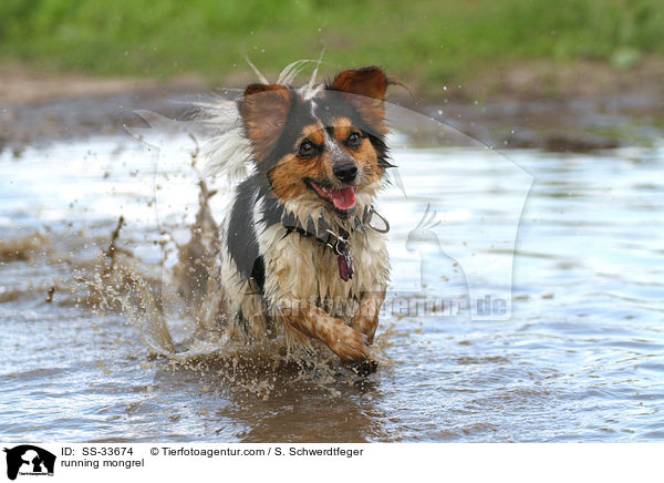 rennender Jack-Russell-Mix / running mongrel / SS-33674