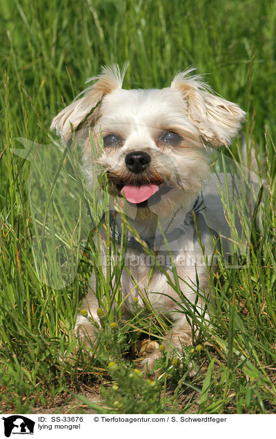 liegender Yorkshire-Terrier-Mix / lying mongrel / SS-33676