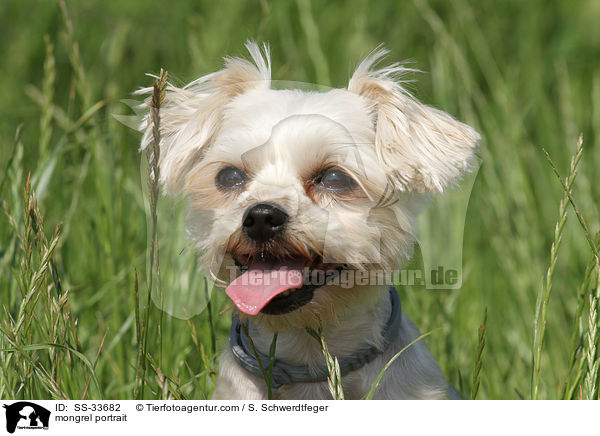 Yorkshire-Terrier-Mix Portrait / mongrel portrait / SS-33682