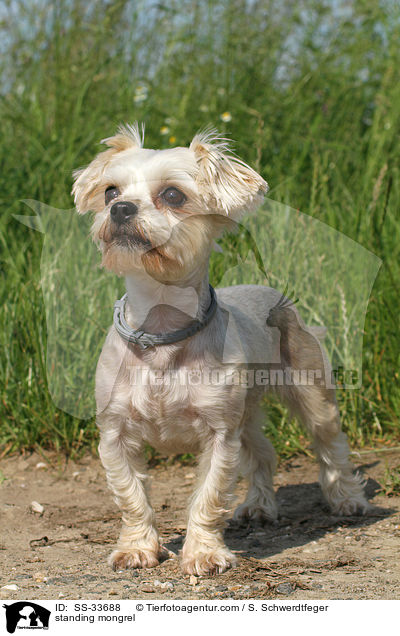 stehender Yorkshire-Terrier-Mix / standing mongrel / SS-33688