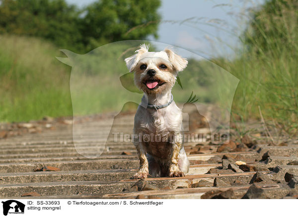 sitzender Yorkshire-Terrier-Mix / sitting mongrel / SS-33693