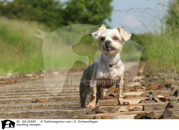 stehender Yorkshire-Terrier-Mix / standing mongrel / SS-33695