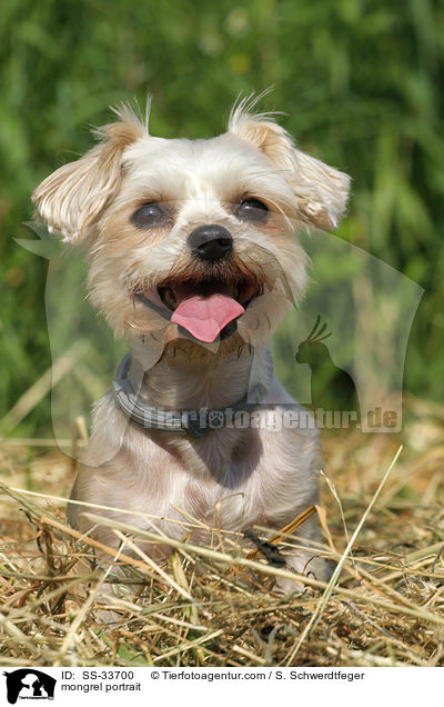Yorkshire-Terrier-Mix Portrait / mongrel portrait / SS-33700