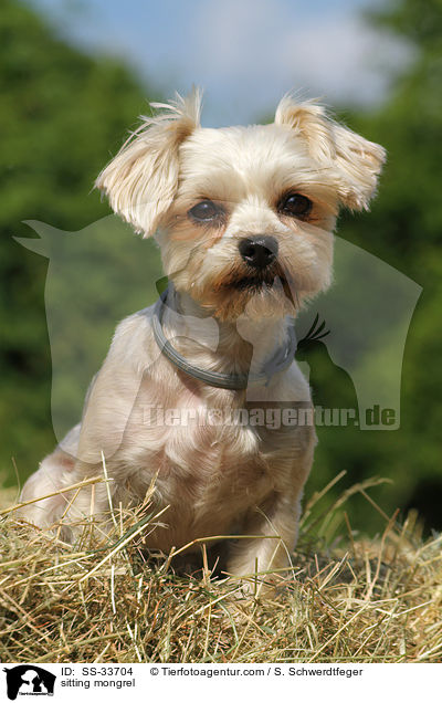 sitzender Yorkshire-Terrier-Mix / sitting mongrel / SS-33704