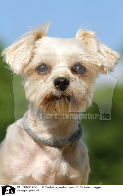 Yorkshire-Terrier-Mix Portrait / mongrel portrait / SS-33706