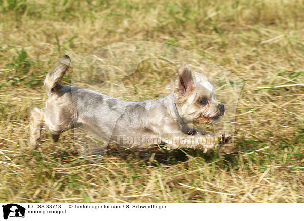 rennender Yorkshire-Terrier-Mix / running mongrel / SS-33713