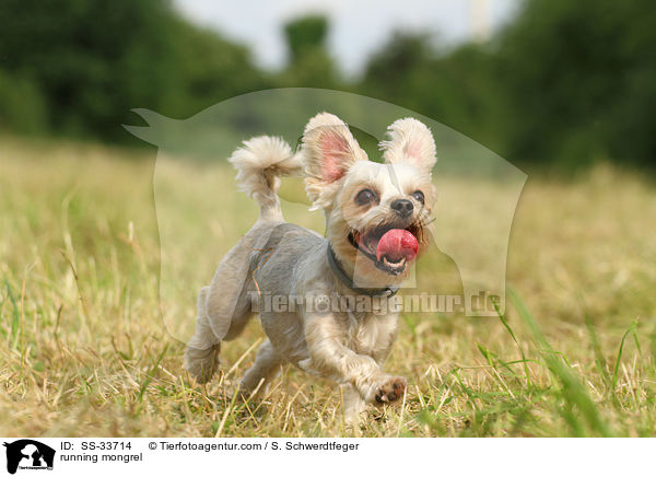 rennender Yorkshire-Terrier-Mix / running mongrel / SS-33714