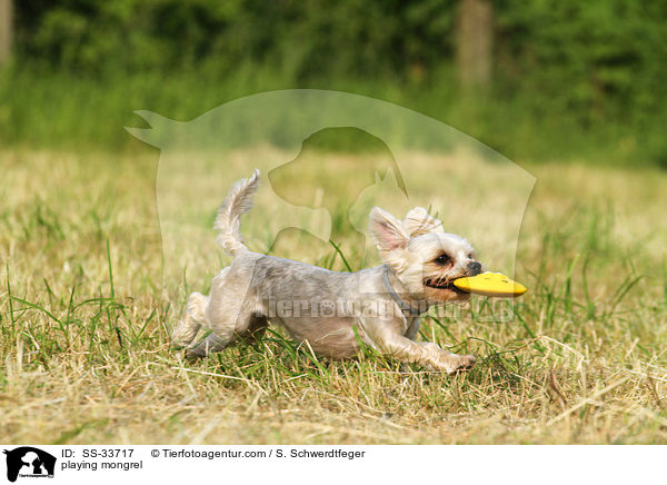 spielender Yorkshire-Terrier-Mix / playing mongrel / SS-33717