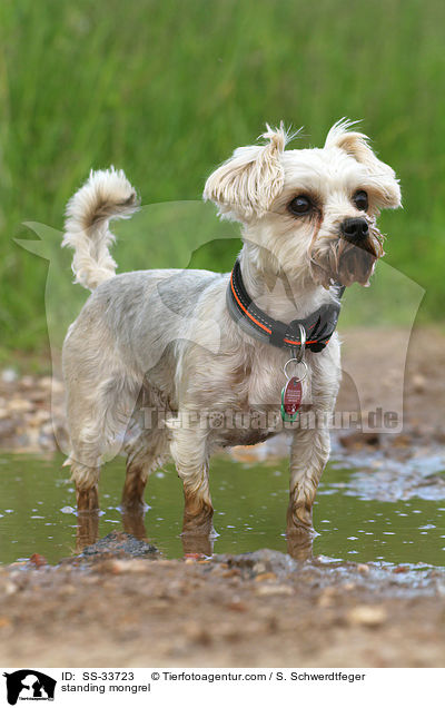 stehender Yorkshire-Terrier-Mix / standing mongrel / SS-33723