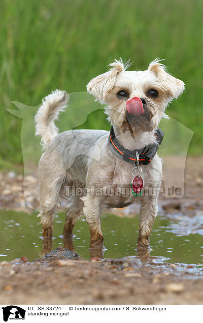 stehender Yorkshire-Terrier-Mix / standing mongrel / SS-33724