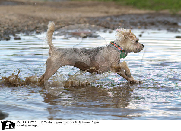 rennender Yorkshire-Terrier-Mix / running mongrel / SS-33726