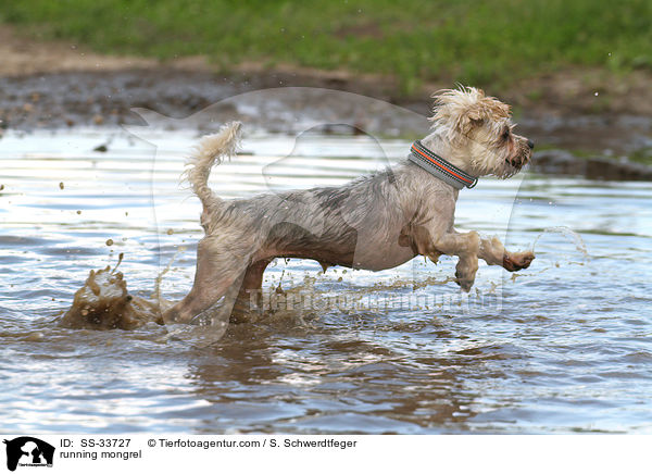 rennender Yorkshire-Terrier-Mix / running mongrel / SS-33727