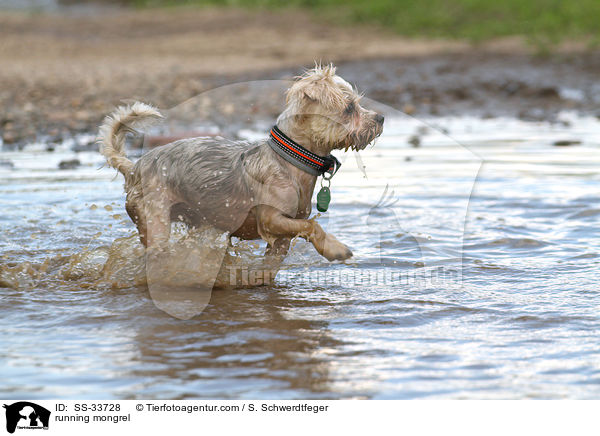 rennender Yorkshire-Terrier-Mix / running mongrel / SS-33728