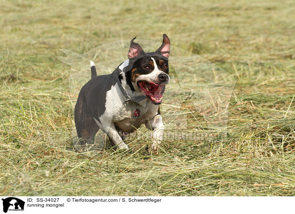 rennender Mischling / running mongrel / SS-34027