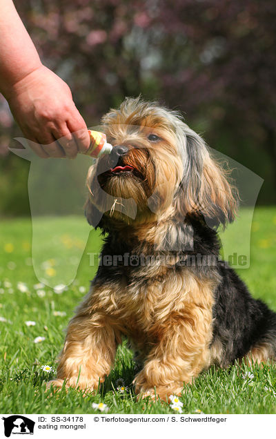 fressender Yorkshire-Terrier-Mix / eating mongrel / SS-34178