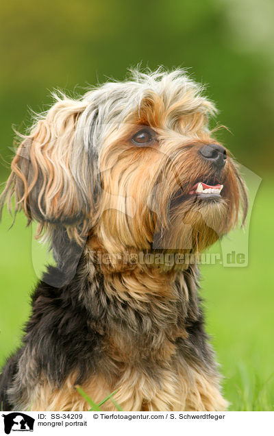 Yorkshire-Terrier-Mix Portrait / mongrel portrait / SS-34209