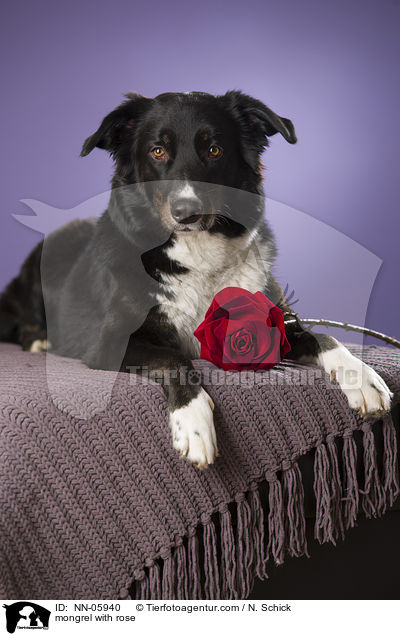 Mischling mit Rose / mongrel with rose / NN-05940