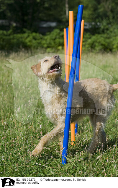 Mix beim Agility / mongrel at agility / NN-06273