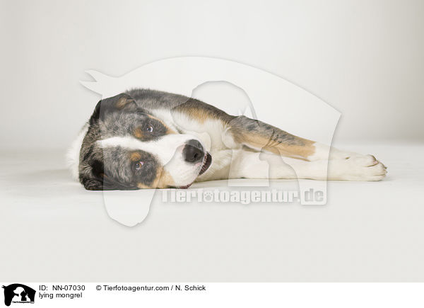 liegender Aussie-Appenzeller-Mix / lying mongrel / NN-07030