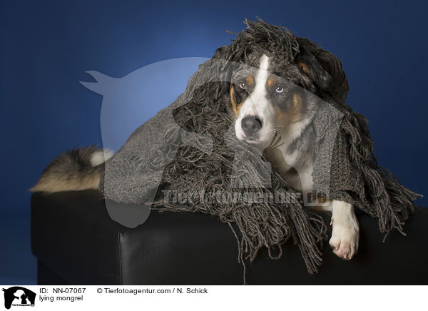 liegender Aussie-Appenzeller-Mix / lying mongrel / NN-07067