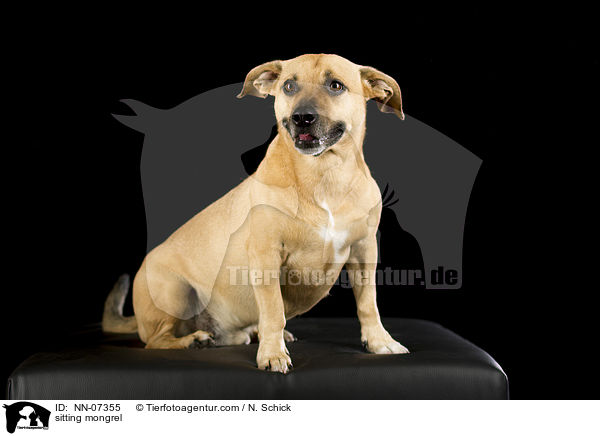 sitting mongrel / NN-07355
