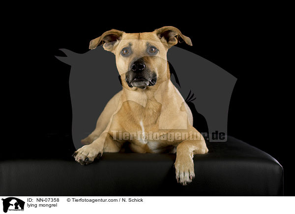 lying mongrel / NN-07358