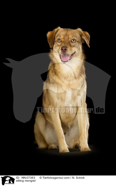 sitting mongrel / NN-07363