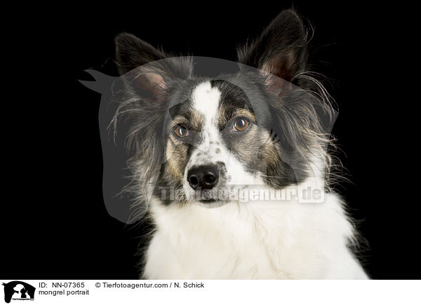 mongrel portrait / NN-07365