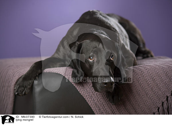 liegender Labrador-Schweihund-Mix / lying mongrel / NN-07390