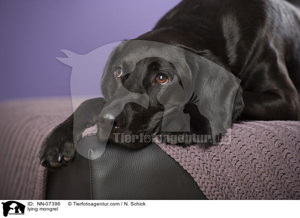 liegender Labrador-Schweihund-Mix / lying mongrel / NN-07396