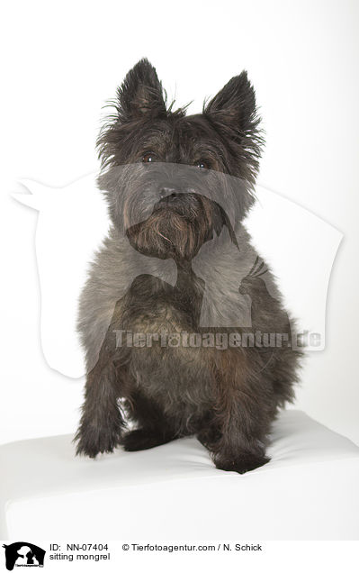 sitzender Mischling / sitting mongrel / NN-07404