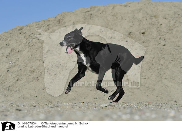 rennender Labrador-Schferhund-Mix / running Labrador-Shepherd mongrel / NN-07834