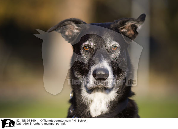 Labrador-Schferhund-Mix Portrait / Labrador-Shepherd mongrel portrait / NN-07840