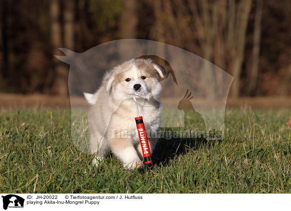spielender Akita-Inu-Mischling Welpe / playing Akita-Inu-Mongrel Puppy / JH-20022