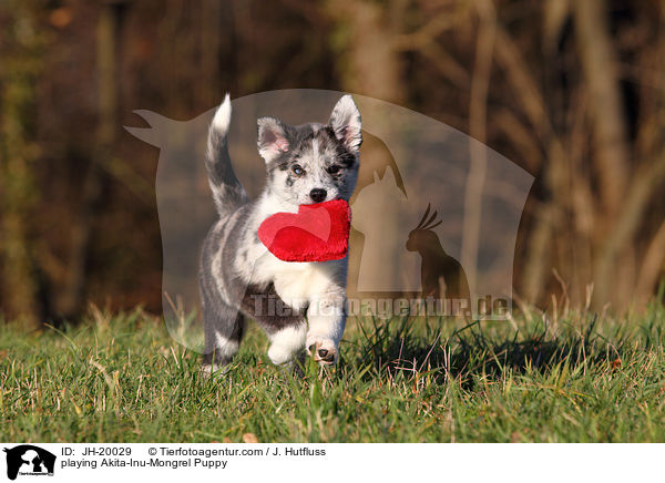 spielender Akita-Inu-Mischling Welpe / playing Akita-Inu-Mongrel Puppy / JH-20029