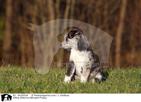 sitzender Akita-Inu-Mix Welpe / sitting Akita-Inu-Mongrel Puppy / JH-20034