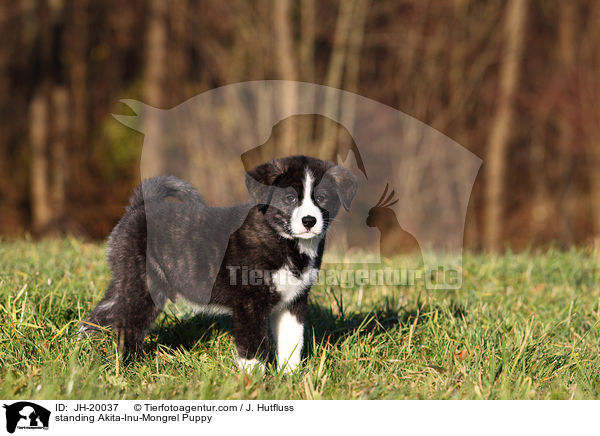stehender Akita-Inu-Mix Welpe / standing Akita-Inu-Mongrel Puppy / JH-20037