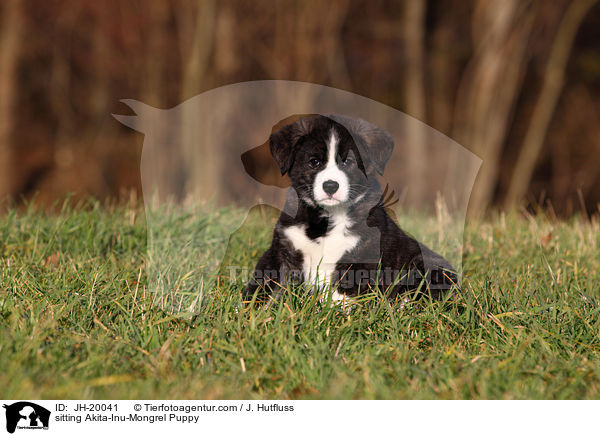 sitzender Akita-Inu-Mix Welpe / sitting Akita-Inu-Mongrel Puppy / JH-20041