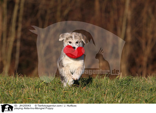 spielender Akita-Inu-Mischling Welpe / playing Akita-Inu-Mongrel Puppy / JH-20043