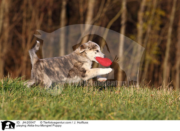 spielender Akita-Inu-Mischling Welpe / playing Akita-Inu-Mongrel Puppy / JH-20047