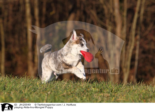 spielender Akita-Inu-Mischling Welpe / playing Akita-Inu-Mongrel Puppy / JH-20049