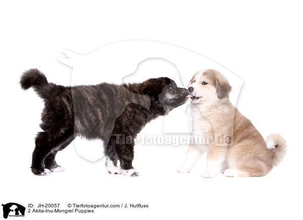 2 Akita-Inu-Mix Welpen / 2 Akita-Inu-Mongrel Puppies / JH-20057